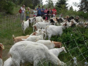 Two hundred goats are doing their part to protect the Lake City’s crown jewel Tubbs Hill from catastrophic wildfire by feasting on so-called ladder fuels that accelerate flames when a fire breaks out. Photo: City of Coeur d'Alene, Idaho