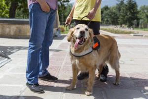 what makes a service dog legal