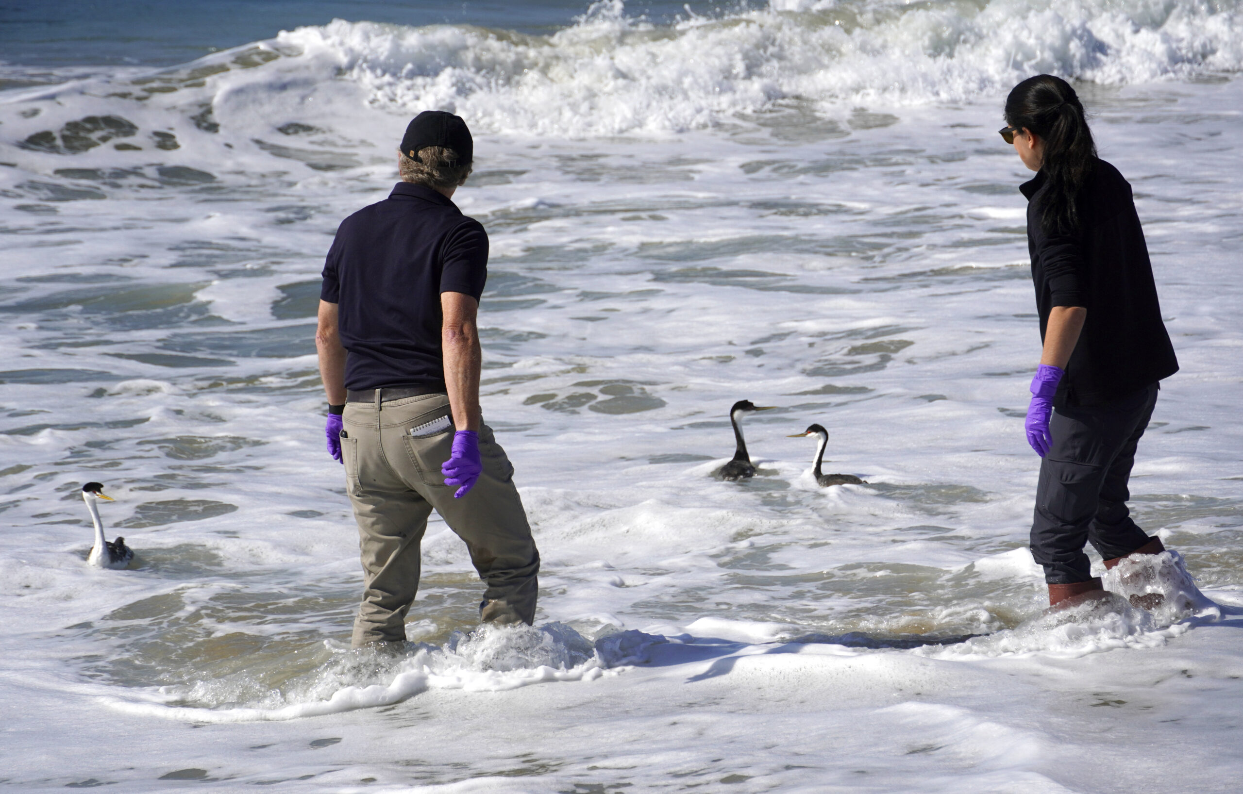 Huntington Beach, Coast Guard investigate 'sheen' in ocean water