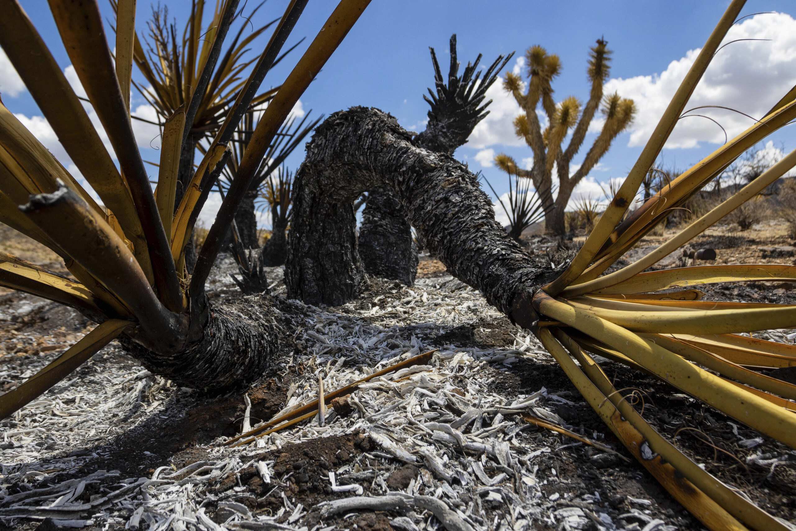 NYT's Stunning Photos Of Dying Joshua Trees